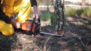 Reliable St Marys, GA Tree Removal and Landscaping Services Solutions